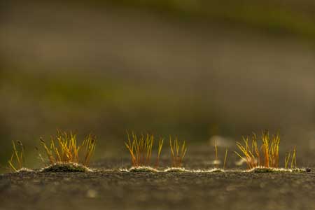 Pesticides & Pest Control Courses